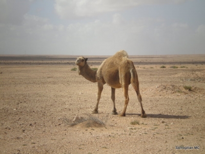 Kelionė į Maroką 2011_164